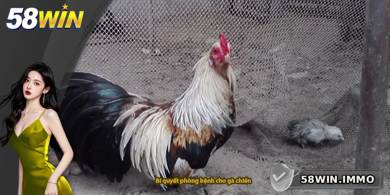 Bí quyết phòng bệnh cho gà chiến