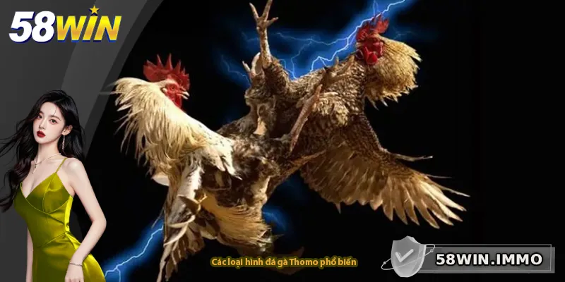 Các loại hình đá gà Thomo phổ biến