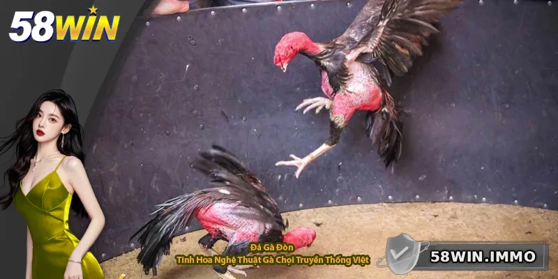 Đá Gà Đòn – Tinh Hoa Nghệ Thuật Gà Chọi Truyền Thống Việt