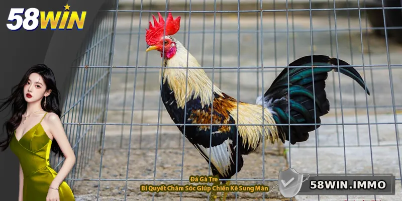 Đá Gà Tre – Bí Quyết Chăm Sóc Giúp Chiến Kê Sung Mãn