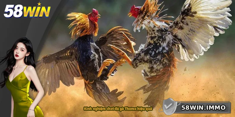 Kinh nghiệm chơi đá gà Thomo hiệu quả