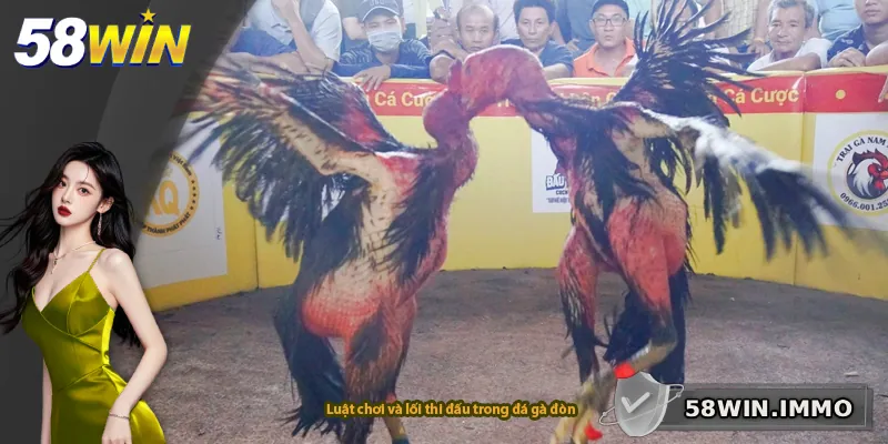 Luật chơi và lối thi đấu trong đá gà đòn