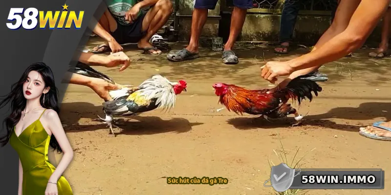 Sức hút của đá gà Tre
