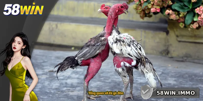 Tổng quan về đá gà đòn